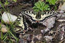 Две бабочки Papilio machaon