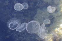 Местные медузы аурелии