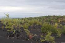 Камчатка Вулкан Толбачик и чёрное пространство рядом Новая растительность
