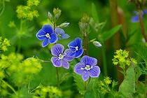 Голубые цветочки у Ватнаволок