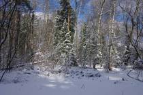 Подмосковье На берегах Большого озера после первоапрельского снегопада Заснеженный лес под голубым небом
