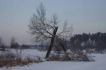 Одинокое сломанное дерево