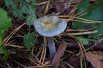 Синюшный гриб