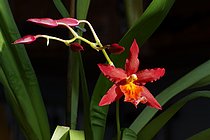 Вне направлений Цветы домашние Орхидея с краснозвёздным цветком