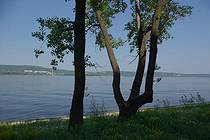 Два дерева на берегу у Гавриловой Поляны