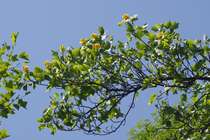 Русская Пруссия Ботанический сад БФУ Цветущий лириодендорн (он же тюльпановое дерево)