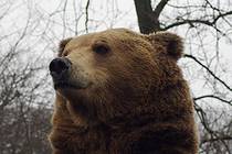 Русская Пруссия Лица Калининградского зоопарка Медведь бурый