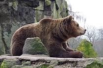 Русская Пруссия Лица Калининградского зоопарка Медведь в интерьере вольера