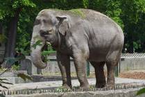 Слониха - ветеран зоопарка