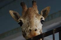 Русская Пруссия Лица Калининградского зоопарка Камелопард, известный как жираф