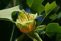 Цветок лириодендрона