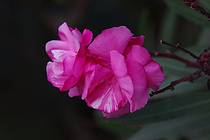 Цветок олеандра