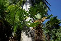 Пальмовые листья и стволы