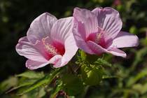 Два бледно-розовых цветка на солнце
