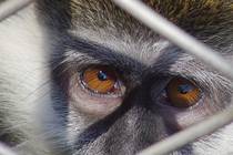 Сочи Питомник обезьян, единственный в России Глаза за сеткой