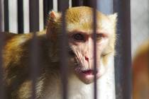 Сочи Питомник обезьян, единственный в России Впиваясь взглядом