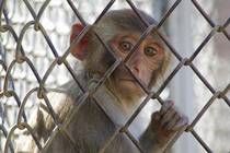 Сочи Питомник обезьян, единственный в России Взгляд из-за сетки