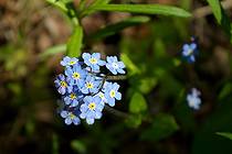Голубоцветочный представитель анзерской флоры