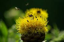 Соловки Ботанический сад (Макарьевская пустынь) Интересные цветы, чрезвычайно привлекающие насекомых