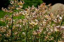 Соловки Ботанический сад (Макарьевская пустынь) Чудные лилии
