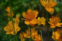 Соловки Ботанический сад (Макарьевская пустынь) Великолепная оранжевость