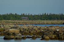 Соловки Остров Большая Муксалма Заброшенный домик на берегу и чайки вокруг